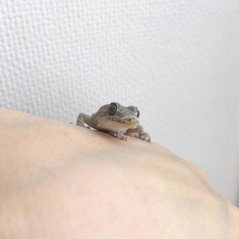 ヤモリの脱皮の始まり　爬虫類　1:1 ヤモリ,皮剥け,脱皮の写真素材