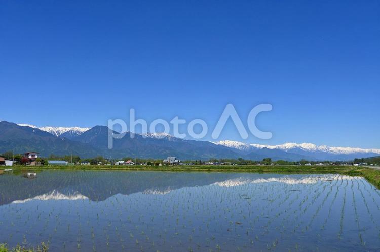 日本の原風景 青空と北アルプスと水田 北アルプス,水田,長野県の写真素材