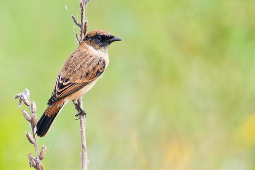 冬羽換羽中のノビタキ雄 冬羽換羽中のノビタキ雄 ノビタキ,野鶲,オスの写真素材