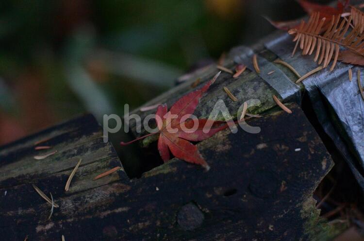 手すりに落ちたもみじ もみじ,紅葉,秋の写真素材