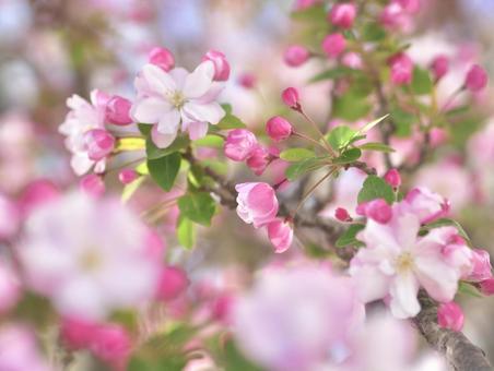 Photo, begonia, kaidu, hanakaido, 