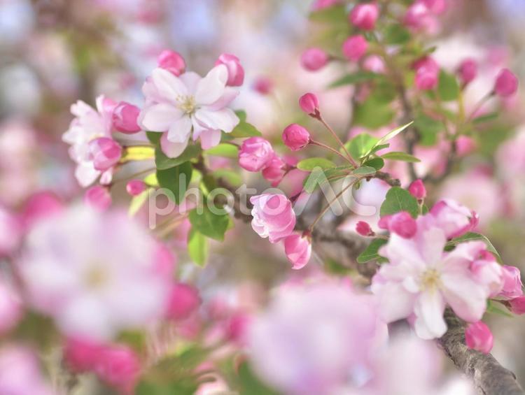 見頃を迎えた花海棠 海棠,花海棠,カイドウの写真素材