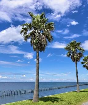 晴天の海と椰子の木 晴天,海,椰子の木の写真素材