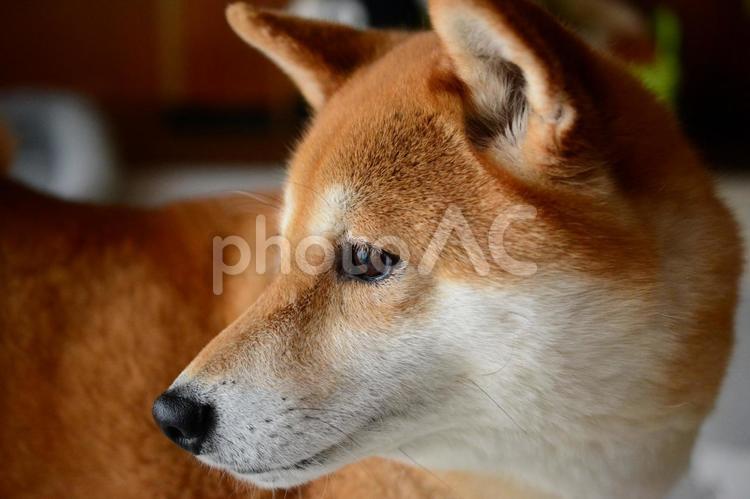 柴犬の横顔 柴犬,犬,日本犬の写真素材