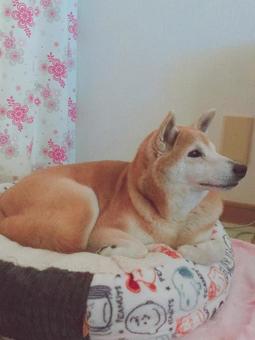 犬 犬 犬,動物,見つめるの写真素材