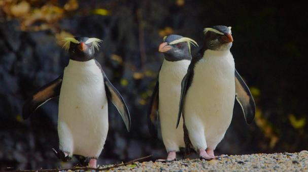 颯爽と歩くフィヨルドランドペンギン3人衆 ペンギン,フィヨルドランドペンギン,野生動物の写真素材