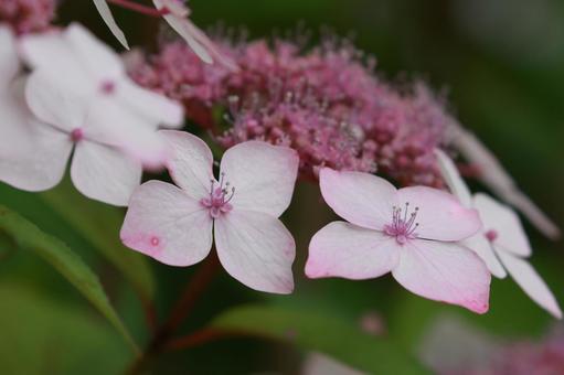 ガクアジサイ ガクアジサイ,アジサイ,花の写真素材