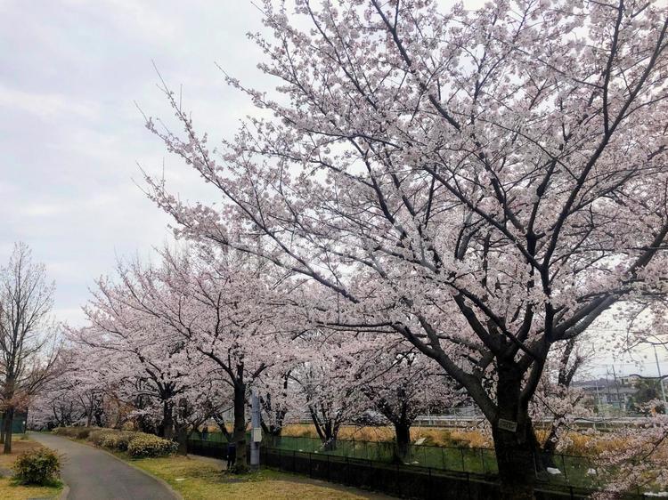 東京、多摩川沿いの満開の桜 東京,桜,春の写真素材