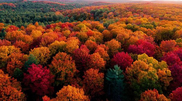 秋の木々が織りなす色のグラデーション 秋の木々が織りなす色のグラデーションの写真