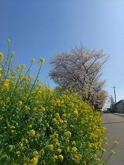 元気な黄色い菜の花と淡いピンクの桜咲く道 元気な黄色い菜の花と淡いピンクの桜咲く道 桜,菜の花,満開の写真素材