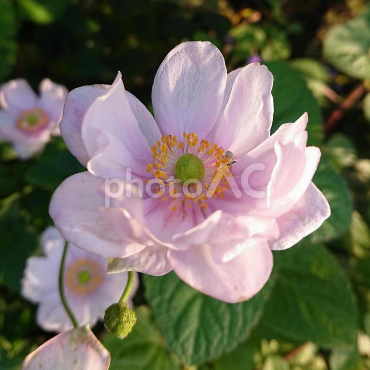 シュウメイギク 花,可愛い,ピンクの写真素材