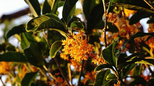 Bright Osmanthus Flowers, JPG