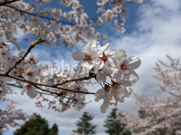 桜　イメージ ソメイヨシノ,サクラ,春の写真素材
