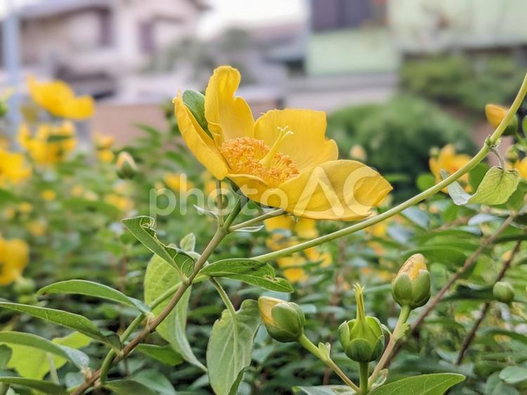 キンシバイの花 キンシバイ,オトギリソウ,めしべの写真素材