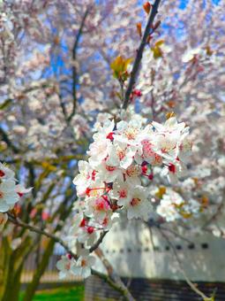 Cute cherry blossoms, JPG