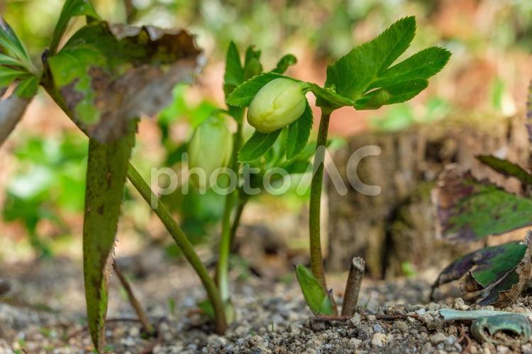 クリスマスローズの芽生え クリスマスローズ,つぼみ,若葉の写真素材