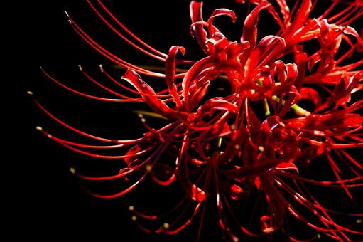 Deep red spider lily, JPG Deep red spider lily, JPG