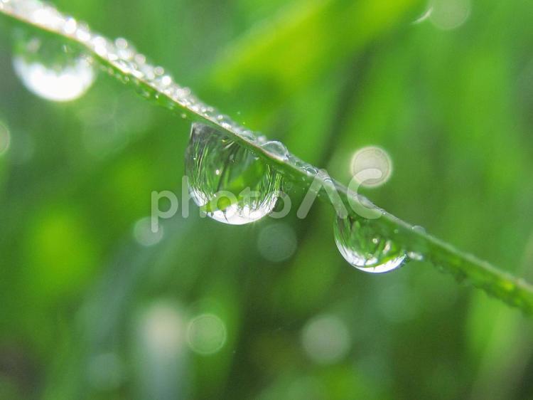 水滴と緑の葉と朝日（Water drops） 水滴,すいてき,しずくの写真素材