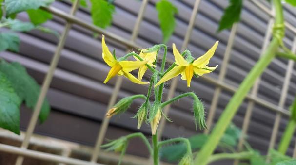 トマトの花 トマトの花の写真