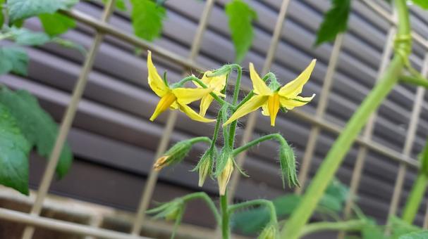 Photo, tomato, flower, yellow, 