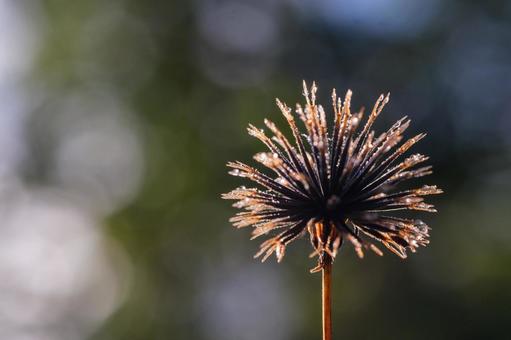 コセンダングサの写真