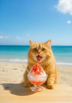 Brown tabby cat enjoying strawberry shaved ice on the summer beach 3, tea tiger, cat, beach, JPG