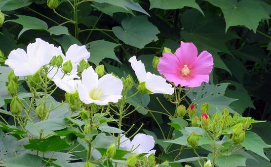 フヨウの花 フヨウの花の写真