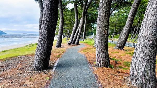 さつき松原の松林遊歩道 さつき松原の松林遊歩道 さつき松原,宗像市,遊歩道の写真素材