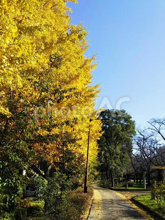 イチョウ並木 イチョウ,秋,紅葉の写真素材