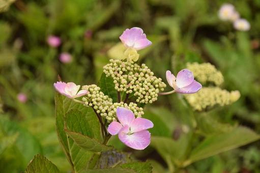 紫陽花 紫陽花の写真
