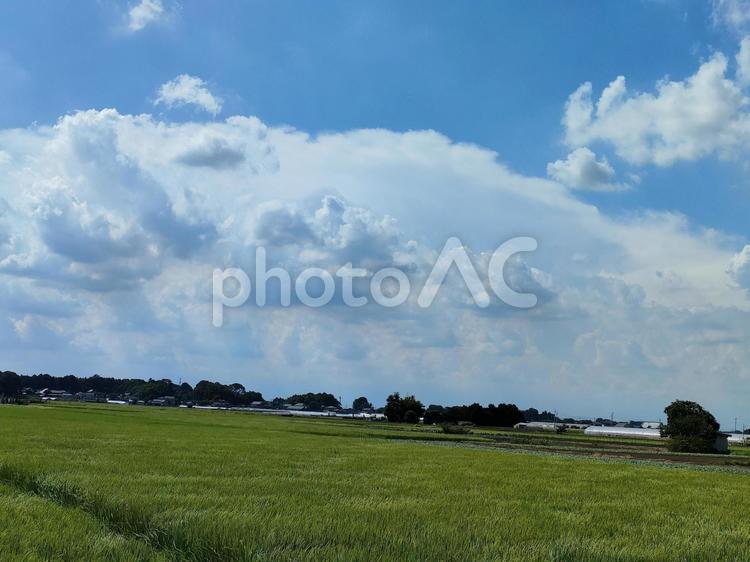 青空の下に広がる草原 青空,雲,空の写真素材