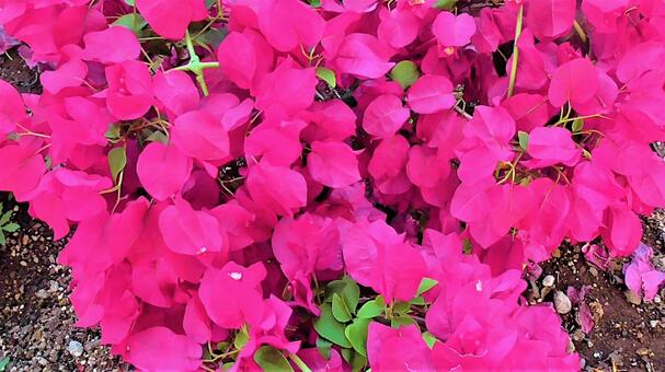ピンクのお花 ピンクのお花の写真