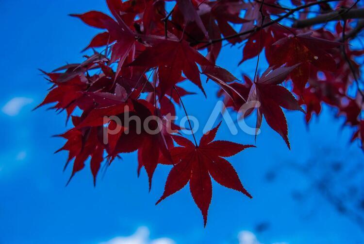 【東京・御嶽】紅葉・紅葉のイメージ 御嶽,観光,御嶽山の写真素材