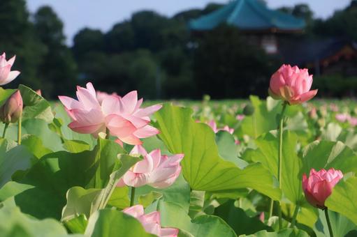 不忍池に咲く蓮の花 弁天堂 不忍池に咲く蓮の花 弁天堂の写真