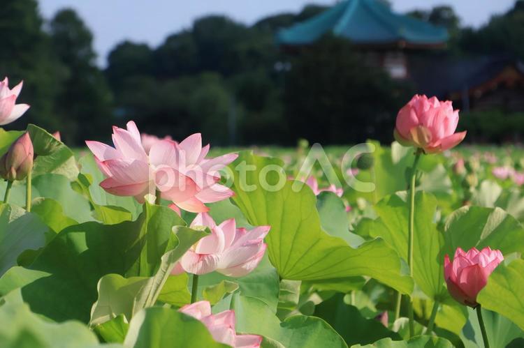 不忍池に咲く蓮の花　弁天堂 蓮の花,満開,ハスの写真素材