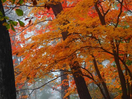 紅葉（生坂・京ヶ倉） 紅葉,もみじ,秋の写真素材