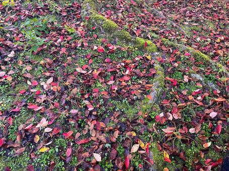 秋の風景 落ち葉,落葉,枯れ葉の写真素材