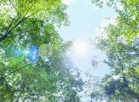Photo, sunbeams leaves, forest, sunlight, 