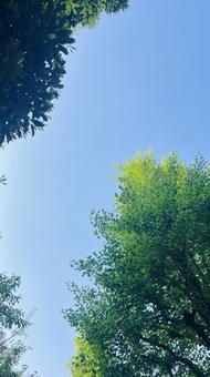 空と森 空と森の写真