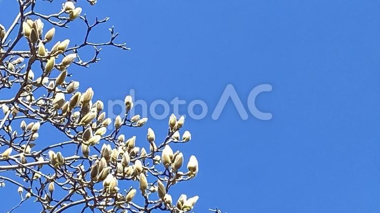 木蓮の蕾と青空01 蕾,木蓮,青空の写真素材