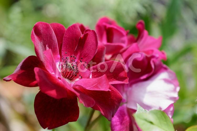 鉢植えの赤い薔薇 バラ,薔薇,赤色の写真素材