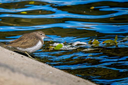 水辺のイソシギ・コピースペース 水辺のイソシギ・コピースペース イソシギ,野鳥,鳥の写真素材