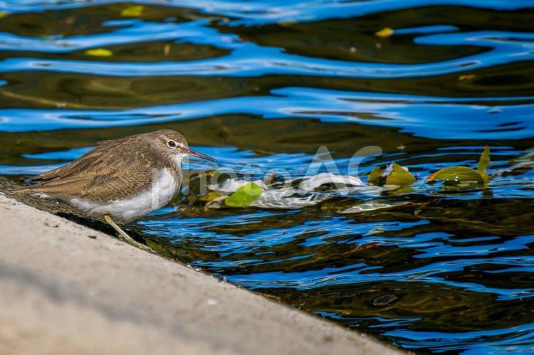水辺のイソシギ・コピースペース イソシギ,野鳥,鳥の写真素材