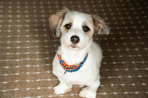 お座りした犬 犬,dog,ジャックラッセルの写真素材