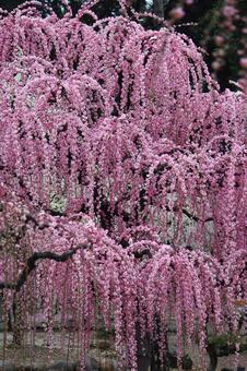 Photo, ume, spring, flower, 