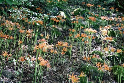 八幡岳のオオキツネノカミソリ オオキツネノカミソリ,群生地,花の写真素材