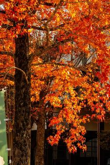 都市の背景とモミジのオレンジ 紅葉,秋,モミジの写真素材