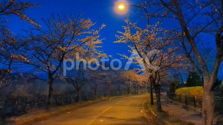 街路灯に照らされた夜桜の風景 夜桜,街路灯,あかりの写真素材