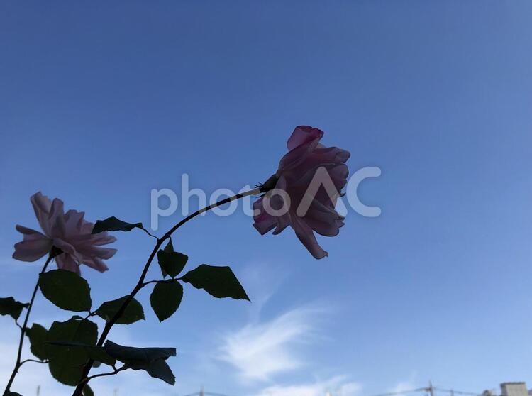 逆光 薔薇,逆光,青空の写真素材