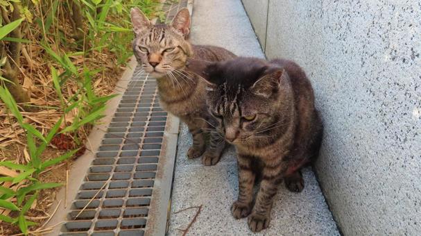 パトロールの途中で立ち止まる仲良し猫たち パトロールの途中で立ち止まる仲良し猫たち 猫,キジトラ,仲間の写真素材